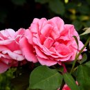 서울대공원 테마가든 이미지