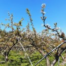 배나무농장 | 홍천 배나무 분양 체험 후기