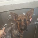 캣앤독동물병원 이미지