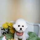 벨르시앙 이미지