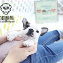 프렌치독