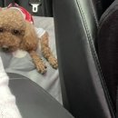 낭만왈왈이 이미지