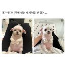 애가 이미지