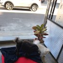 예뻐질개 이미지