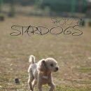 스타독스 이미지