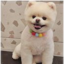강아지미용실 이미지