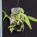 Dendrobium senile 세니레 이미지