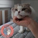 자가제빵선명희피자 화성남양점 네이버블로그