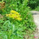 왕소나무길 이미지