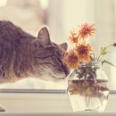 나만고양이없어 이미지