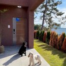 스테이 댕댕 이미지