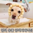우리 애견 미용실 | 평택 유폴 평택지제역점 애견미용실 후기