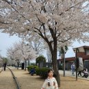 기찻길작은도서관 | 노원기차마을 벚꽃 명소 후기_서울 벚꽃 포토존 추천