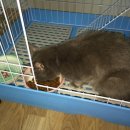 갑식이맘보 | 수다피플 // 우리 냥이 "루시" 아머케이지에서의 생활 일부~ 사진과 동영상