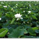 백연농장 이미지