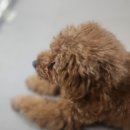 행정용 16번 | [부천] 소수정예로 믿고 맡길 수 있는 <베리독하우스 애견유치원> 강아지 유치원 후기(강아지 인생샷 건짐)