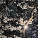 파파존스 평택대점 이미지