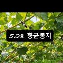 김천청년포도농장