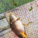 천평낚시터 이미지