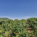 초월농장(2) 이미지