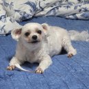 틱독 | [벼리템]벼리가 반한 닥터독 한우블리스틱 솔직 후기 벼리의 찐반응