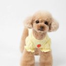 경북반려동물장례식장 | 경북반려동물장례식장 진행과정 &amp; 금액