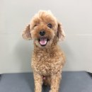 그루밍폼폼 이미지