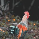 장수통닭 이미지