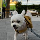 개님살롱 이미지