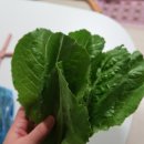 고센153 통로메인 후기 (유러피안 샐러드 채소 추천)