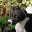 이삭애견훈련소 이미지