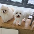 알로하 동물병원 이미지