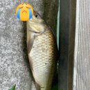 양석낚시터 네이버블로그