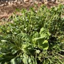 비로소 봄 이미지