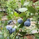 곡성-263 이미지