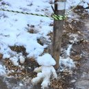 소사탕후루 이미지