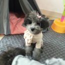 벨라켄넬 이미지