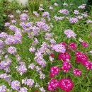 이베리스 이미지