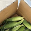 다희농원 | 제주 초당옥수수 전자레인지 먹는방법/손질법/보관법