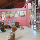 발라당눕스 이미지