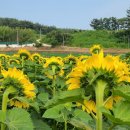 충남 태안 210701-올래해바라기정원 이미지