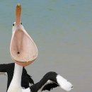 펠리칸 이미지
