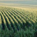 초월농장 이미지