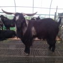 대빵이네 이미지