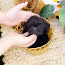 은빛동물병원 | 실버푸들분양 더 좋은 조건으로