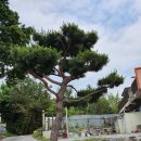 수목농장 이미지