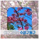 지도 왕벚나무길 이미지