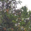 야생 비파열매&새순비파잎 이미지