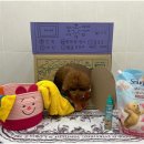 대구애견호텔 애견유치원 모여라솜뭉치 본점 이미지