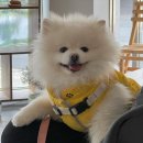 불광떡방앗간 | 불광카페 | 공음 | 샌드쿠키(가나슈), 마들렌, 통밀치아바타, 방앗간며느리후기
